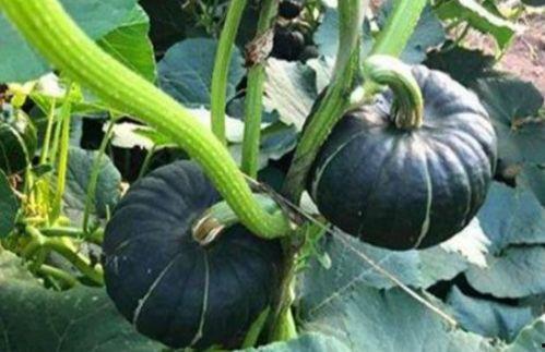 网红吃瓜八卦是真的吗,真相还是谣言? 第3张 网红吃瓜八卦是真的吗,真相还是谣言? 第3张